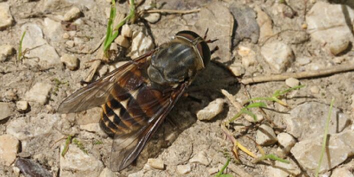 Pferdebremse auf steinigem Boden
