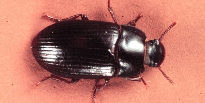 Schwarzglänzender Getreideschimmelkäfer