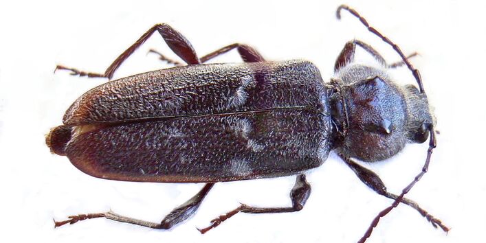 Braun-schwarzer Hausbockkäfer auf weißem Hintergrund