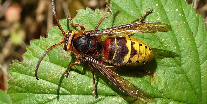 Rotbraun-gelbe Hornisse auf einem Blatt