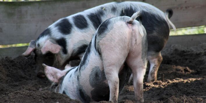 Zwei Schweine wühlen im Dreck