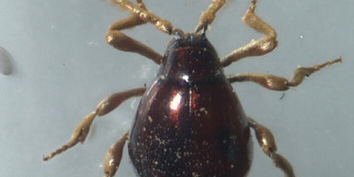 Kugel- oder Buckelkäfer