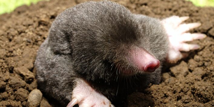 Europäischer Maulwurf in einem Maulwurfshügel