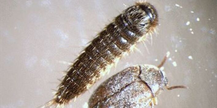 Männlicher adulter Käfer und Larve eines Braunen Pelzkäfers