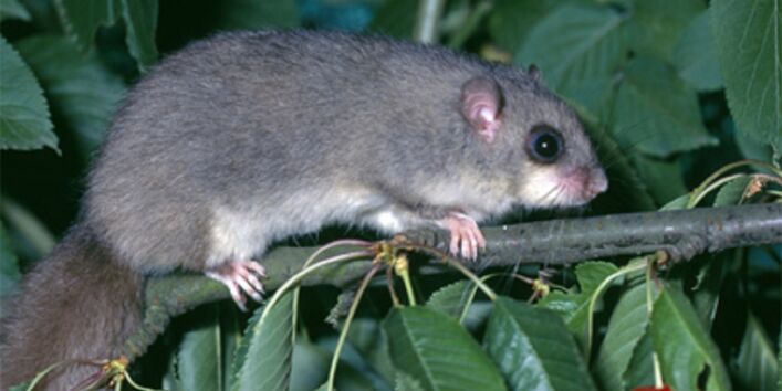 Siebenschläfer in einem Kirschbaum