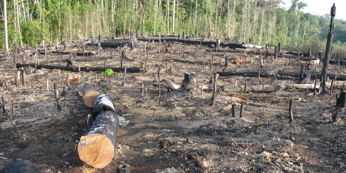 Abgeholzte Waldfläche