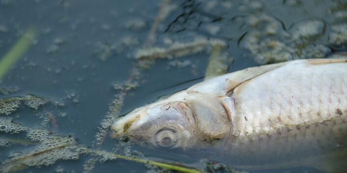 Toter Fisch im Gewässer