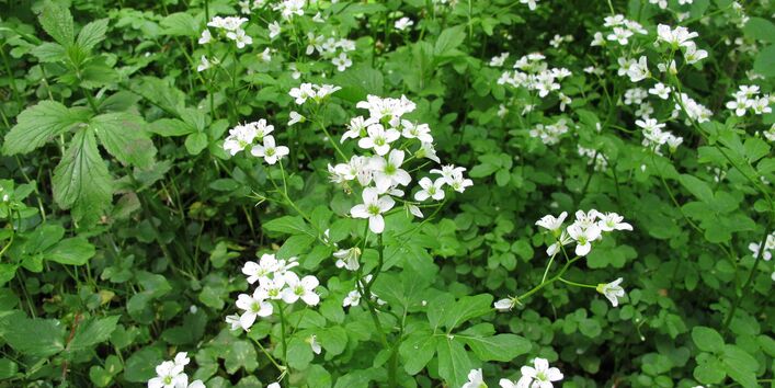 Das Bild einer blühenden Brunnenkresse