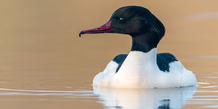 Foto des Gänsesägers