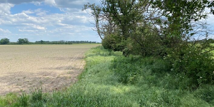 Ein Gewässerrandstreifen welcher bewachsen ist