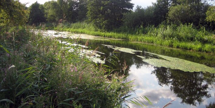 Dicht bewachsenes Ufer im Nebel