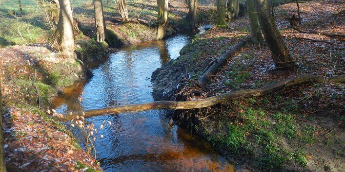 Foto des Flusses Schönebecker Aue