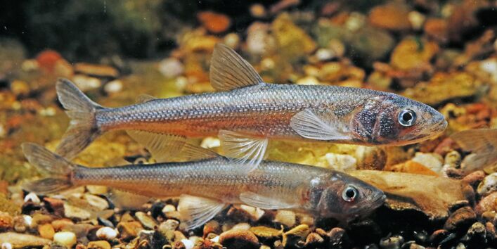 Foto vom Europäischen Stint