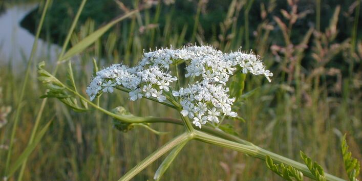 Foto des Schielingswasserfenchels