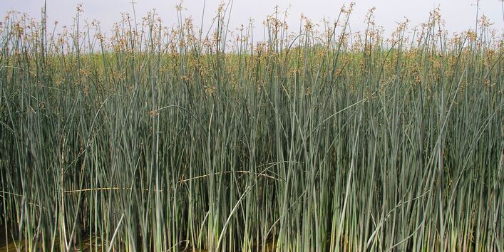 Foto der Salz-Teichsimse
