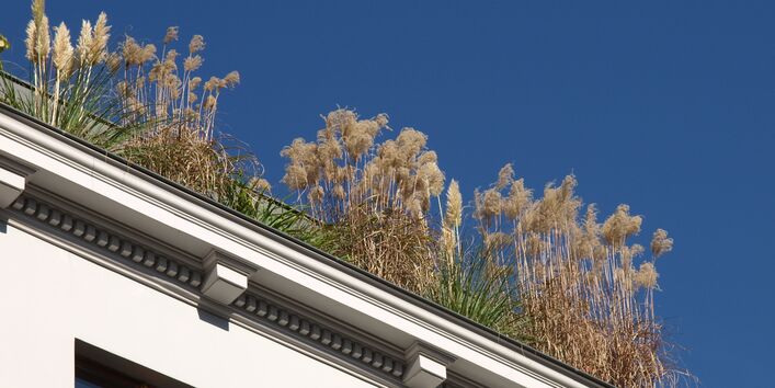 Pflanzen auf einem Hausdach
