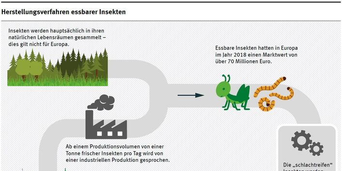 Diagramm Herstellungsverfahren essbarer Insekten