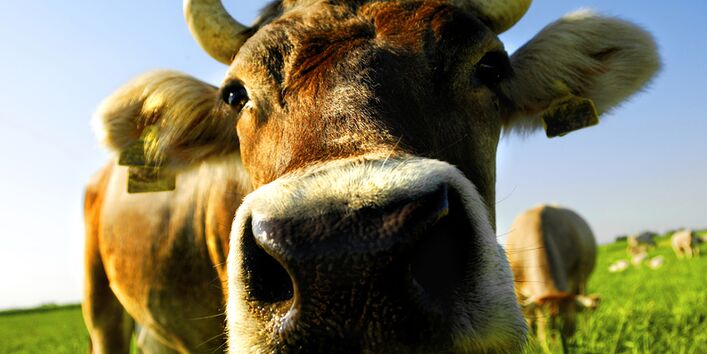 Kuh guckt in Kamera