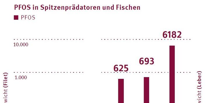 Balkengrafik mit PFOS-Gehalten.