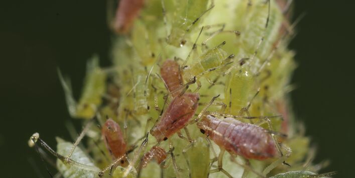 Große Rosenblattlaus (Macrosiphum rosae)