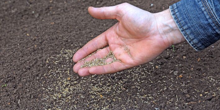 Hand mit Rasensaatgut