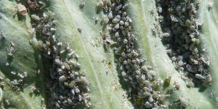 Blatt mit starkem Befall durch die Mehlige Kohlblattlaus