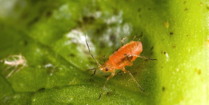 Großaufnahme einer Grünen Salatblattlaus (Nasonovia ribisnigri)