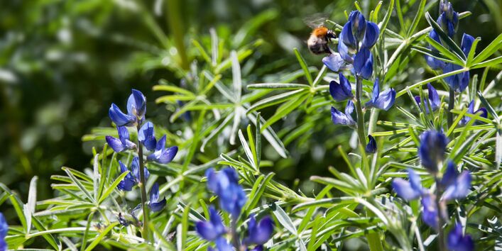 Die Blaue Lupine