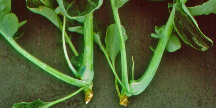 Herzloser Blumenkohl