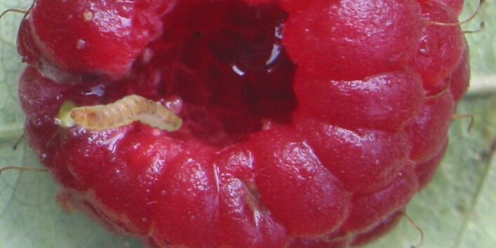 Larven in einer Himbeere