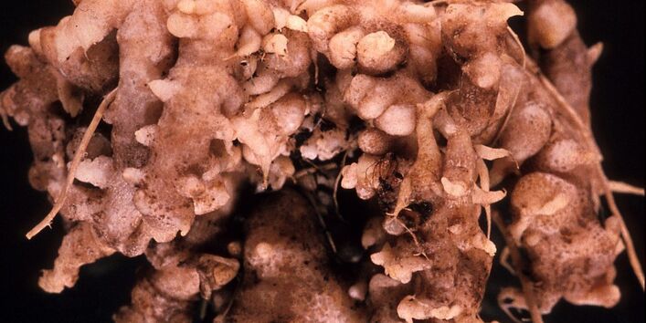 Die mit Kohlhernie befallenen Wurzeln weisen charakteristische Verdickungen auf