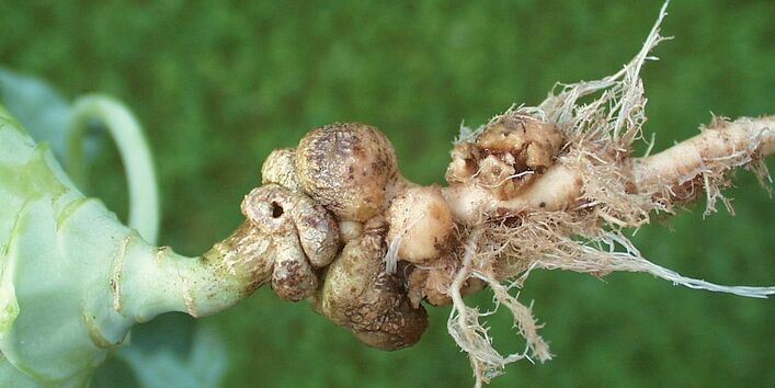 Gallen am Wurzelhals eines Kohlrabis.
