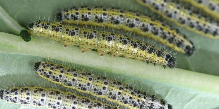 Die Raupen des Großen Kohlweißlings auf der Unterseite eines Blattes