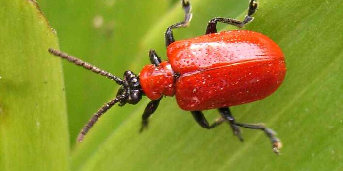 Lilienhähnchen (Lilioceris lilii)