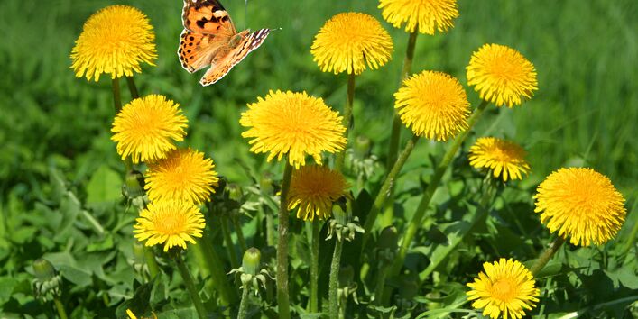 Ein Bund Löwenzahn (Taraxacum officinale) mit einem Schmetterling