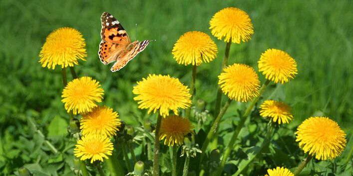 blühender Löwenzahn