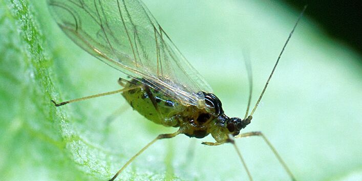 Großaufnahme der Grünen Pfirsichblattlaus.