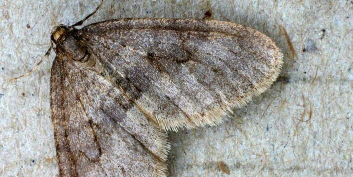 Bild eines Kleinen Frostspanners