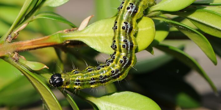 Raupe des Buchsbaumzünslers