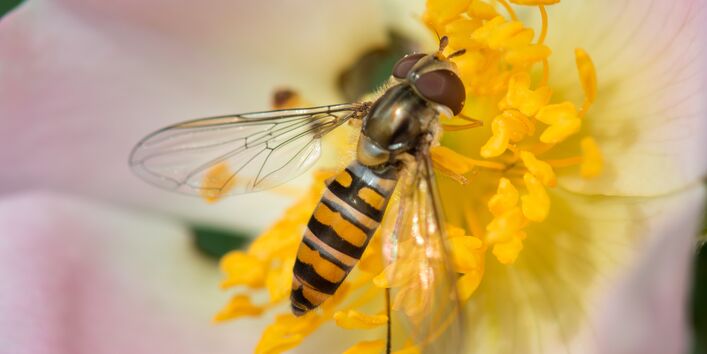 Nahaufnahme von einer Schwebfliege auf einer Kirschblüte