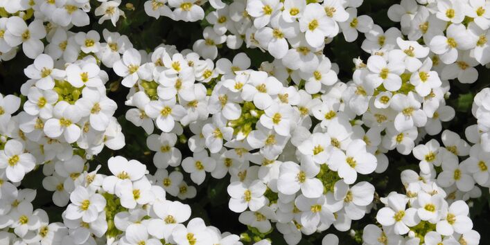 eine Blumenart: Gänsekresse