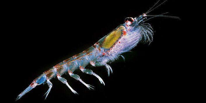 Antarktischer Krill