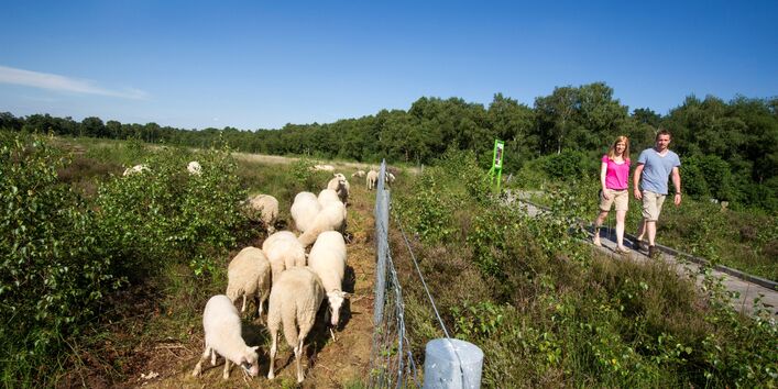 Entlang am MoorInfoPfad Esterwegen