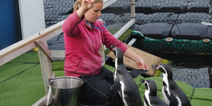 Doktorandin Tabea Lange beim medizinischen: Training "Flügelkontrolle"
