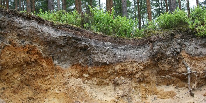 Bodenprofil Podsol am Heusterzbühl