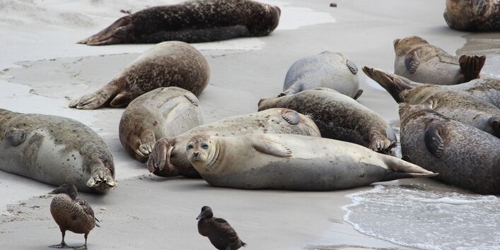 Auf dem Bild sind Kegelrobben auf Helgoland am Strand dargestellt.