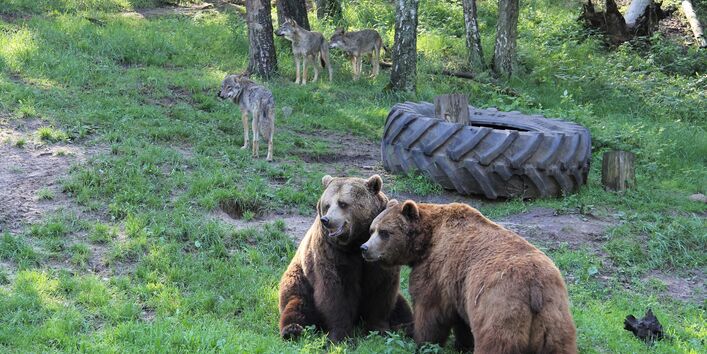 Bären und Wölfe in einem gemeinsamen Gehege