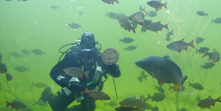 Taucher im Natur - Aquarium