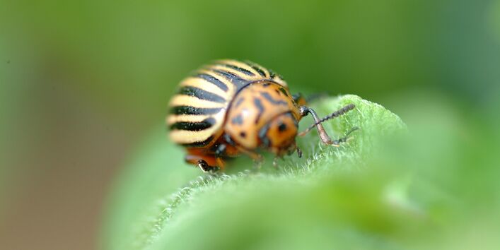 Kartoffelkäfer