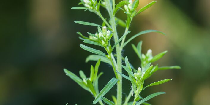 Kanadisches Berufskraut 